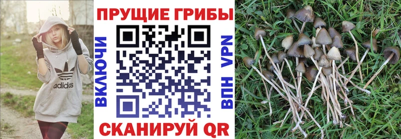 Псилоцибиновые грибы Psilocybe  Санкт-Петербург 