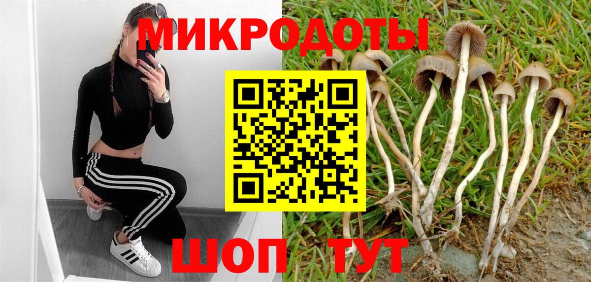 Галлюциногенные грибы Psilocybe  Санкт-Петербург 